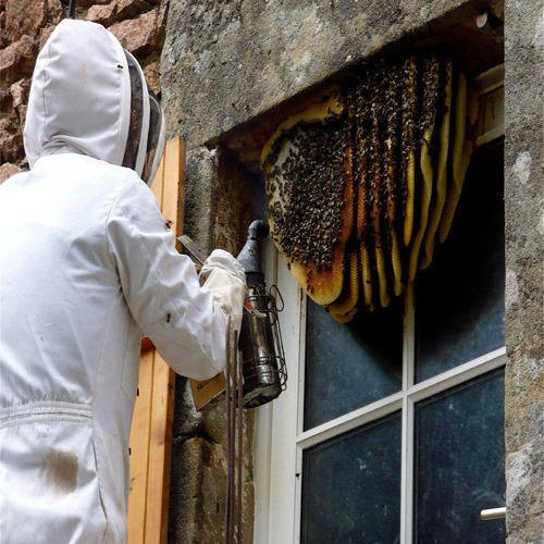 Bee Control Services