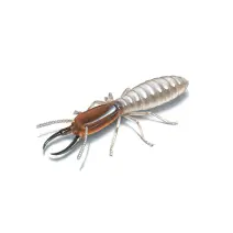 Pest control Sylhet