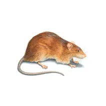 Pest control Sylhet