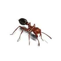 Pest control Sylhet