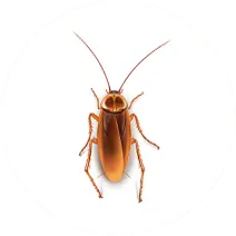 Pest control Sylhet